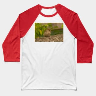 House Sparrow in Ljubljana, Slovenia Baseball T-Shirt